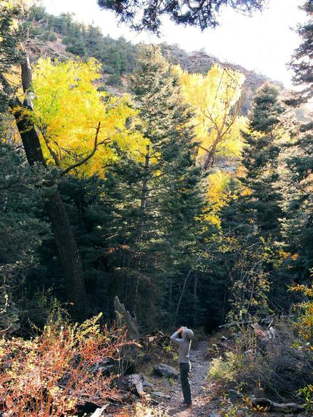 Birder, Mosca Pass Trail