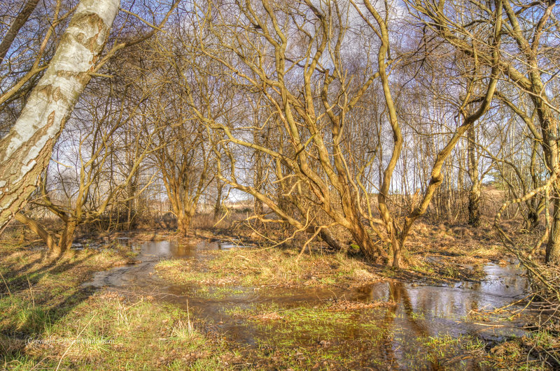 Flooded trees.