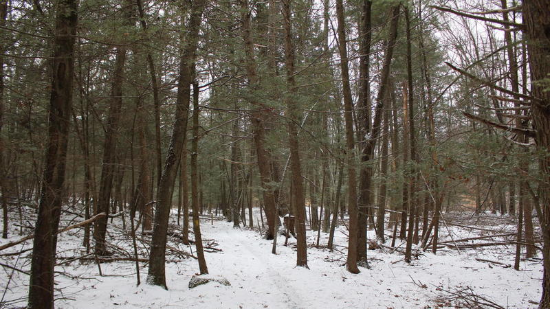 Section of Hemlock Trees.