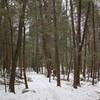 Section of Hemlock Trees.