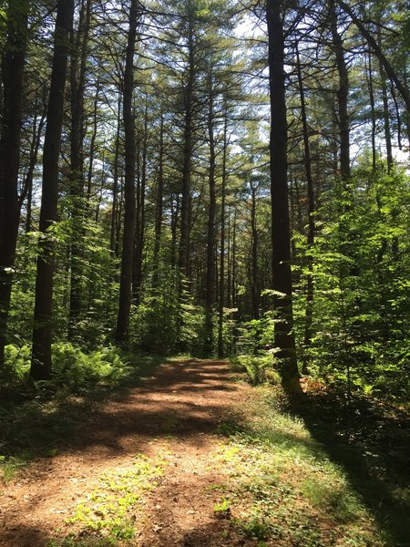 Yellow Loop through trees.