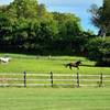 Runners and horses running along the course.