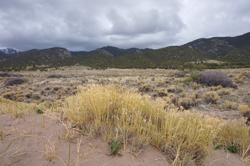 Rabbit Brush at the Sand Dunes.