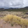 Rabbit Brush at the Sand Dunes.