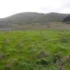 The grasslands north of the creek, plush, wet and alive with the wind.