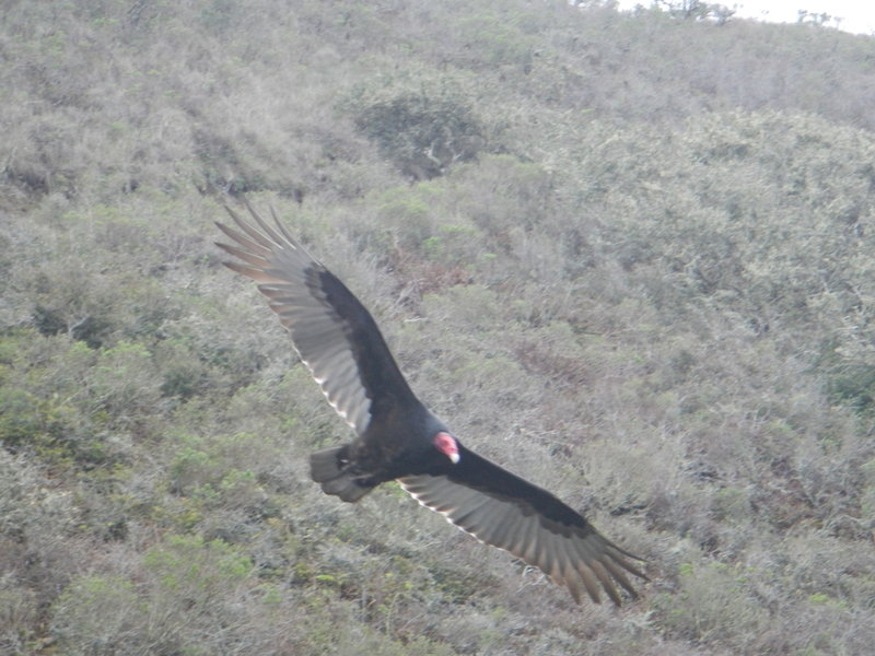 The sweeping turns of buzzards all happen at eye-level on the Wolf Ridge Trail.