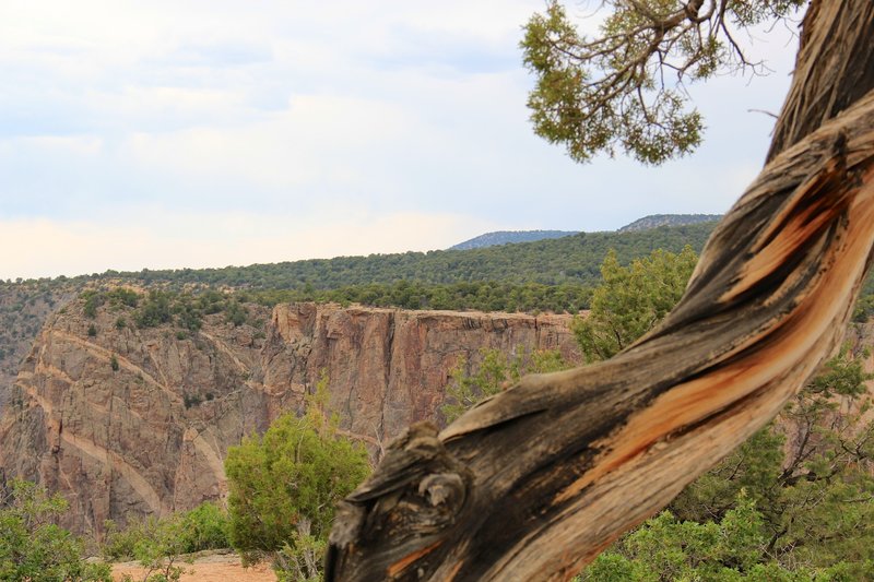 Juniper tree and Painted Wall.