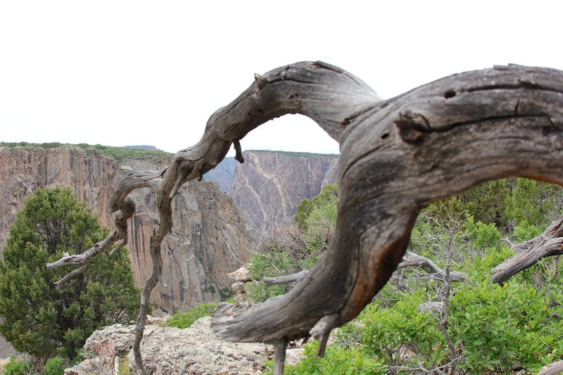 Behind the dead branches, Chasm Views open up.