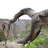 Behind the dead branches, Chasm Views open up.