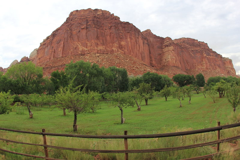 Orchards and Mountain