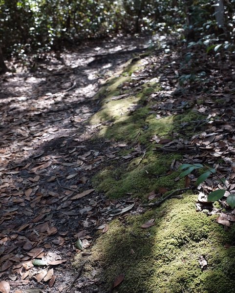 A closeup of the flora along the trail, and the pretty light that filters through the tall trees.