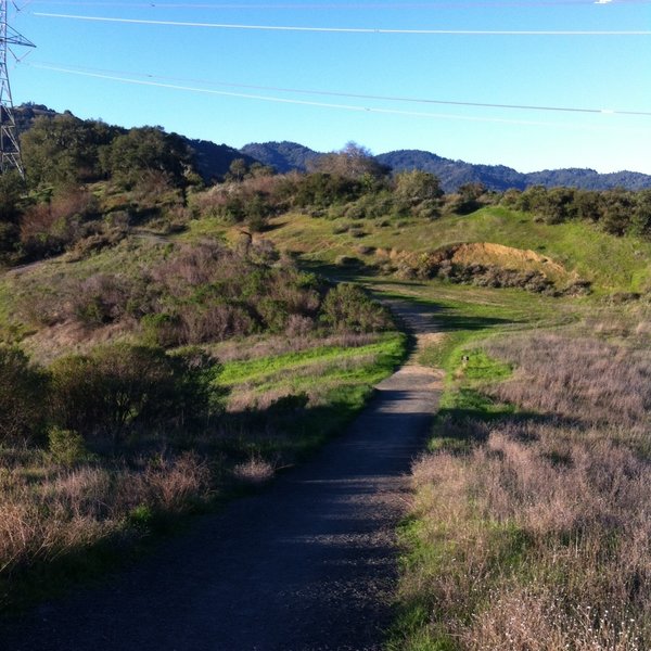 Looking towards the Stevens Creek Boundary tucked in the trees near the electrical tower.