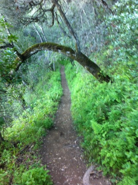 Lookout Trail: Green, lush, and fun!