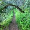 Lookout Trail: Green, lush, and fun!