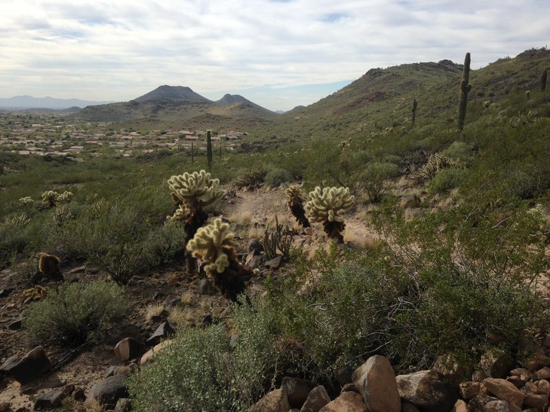 Cholla on backside.