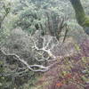 Vegetation as thick and varied as any other nearby canyon.