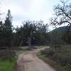 The South Wilderness Trail starts by following the old fire road, so it's nice and wide to start.