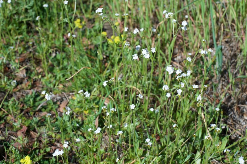 Small wildflowers can be seen on the sides of the trail in the winter.