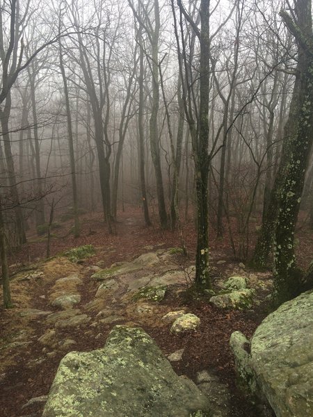 Foggy day on the trail.