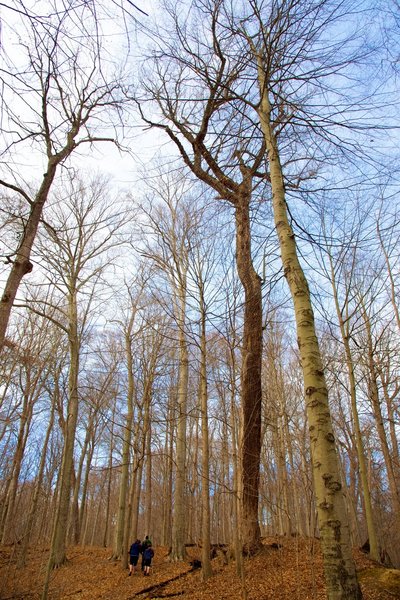 Dwarfed by the trees.