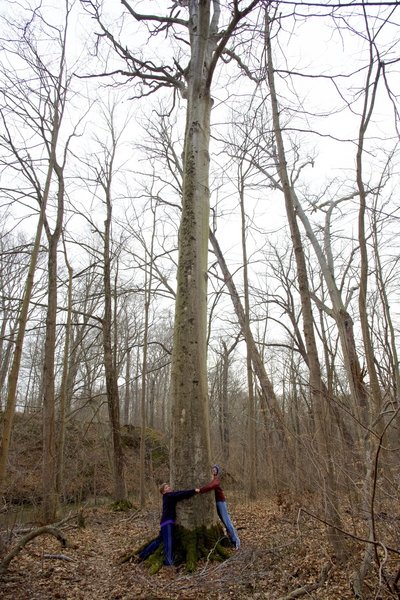 Kids measuring the size of a tree.