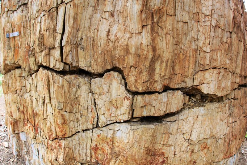 Closeup: Redwood fossil stump.