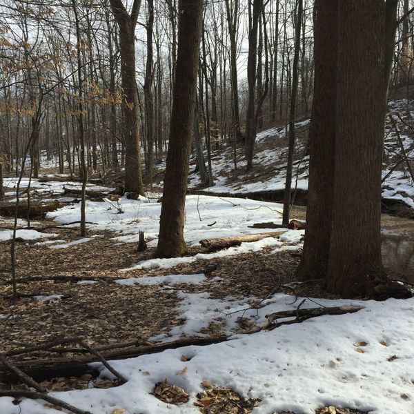 Stream between Osprey Heights Loop (not shown) and Lakeview Loop.