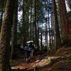 Approaching Elk Lake through the dense trees.