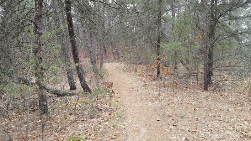 Wooded area of the Dunes Nature Trail.