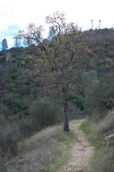 High Peaks trail as it is making its way up the incline.  You can see that the path is narrow and rocky.