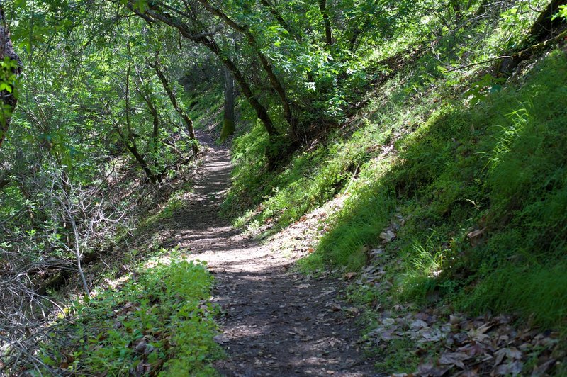 The trail descends from the Bear Gulch area to the South Chalone Creek and Bench Trail.  Its one of the better shaded trails in the park.
