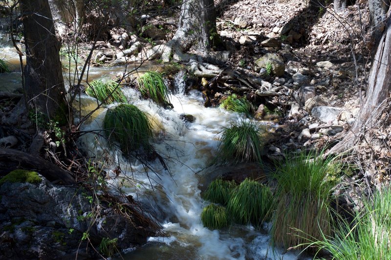 Longer grasses can be found around the creeks in the winter and spring when there is more water flowing through the area.