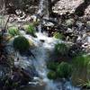 Longer grasses can be found around the creeks in the winter and spring when there is more water flowing through the area.