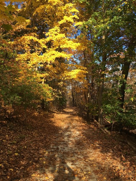 Views of Frick Park are spectacular in the fall.