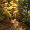 Views of Frick Park are spectacular in the fall.