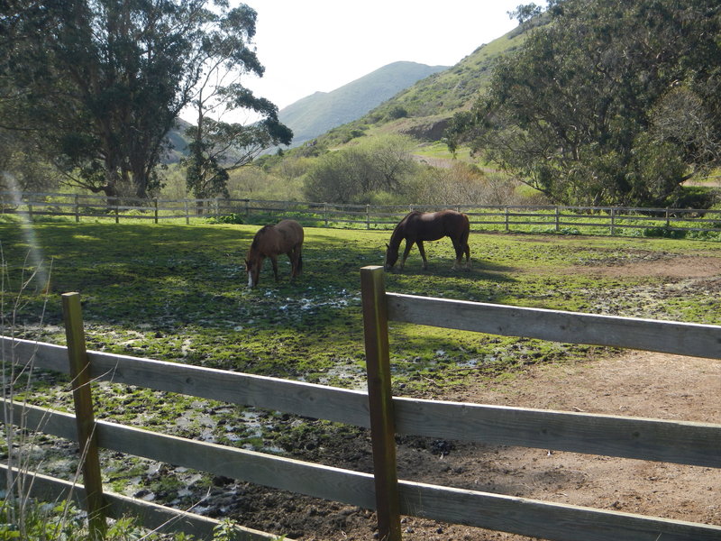 Horses after a day's work on the Tennessee Valley Trail, refueling.