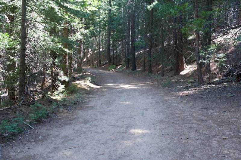 The old road makes for a nice, wide path for walking.