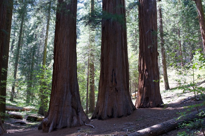 Giant Sequoia trees.