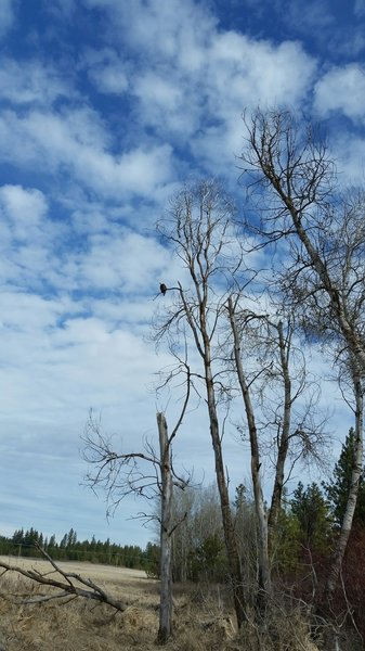 Bald eagle looking for lunch.