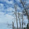 Bald eagle looking for lunch.