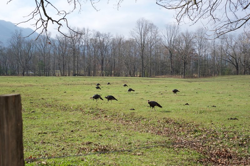 Turkeys feeding in the fields near the Rich Mountain Loop.