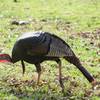 It was easy to spot this Female turkey feeding in the field from the Rich Mountain Trail.