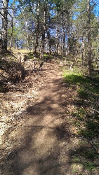 Steep climb under the trees.