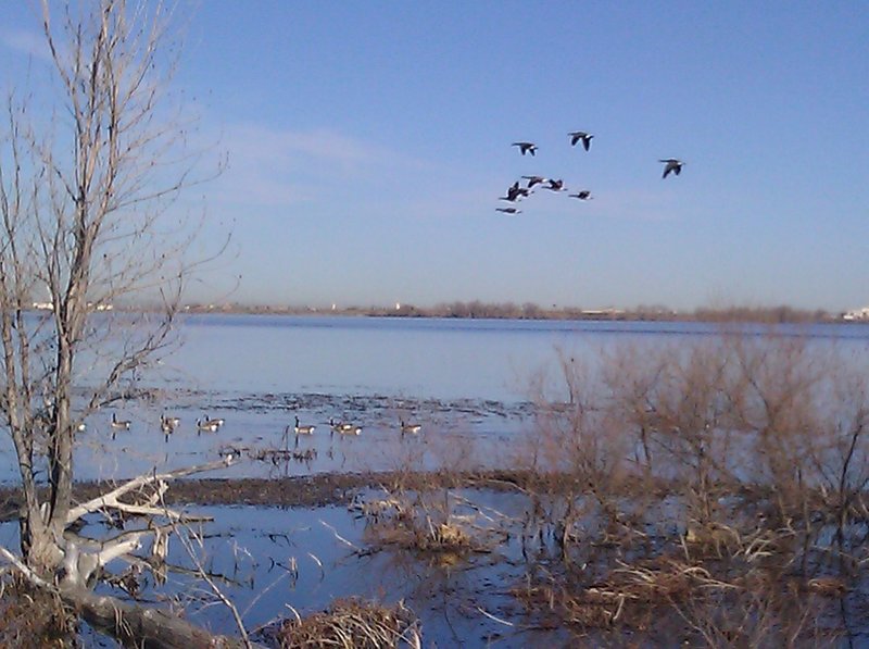 Lots of Geese visible from the blind near the Barr Lake Perimeter Trail.