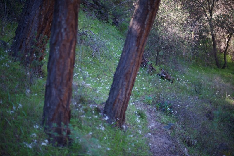 The North Wilderness Trail is narrow for the entirety of the trip.  In the morning, this part of the trail is shaded by the trees and mountain, making it a pleasant walk.