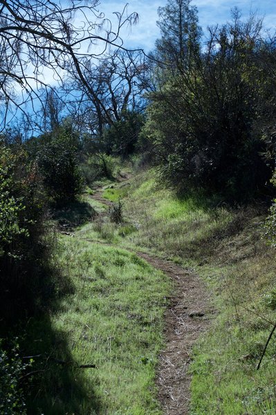 The North Wilderness Trail remains narrow as it climbs the hill.