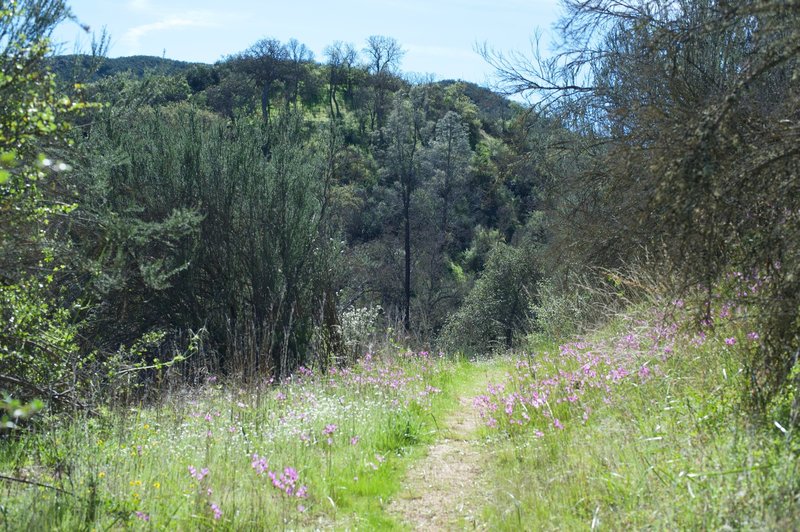 Purple wildflowers line the North Wilderness Trail through this section as it climbs up the mountain.