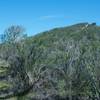 Looking uphill, you can see the trail climbing to the top of the hill.