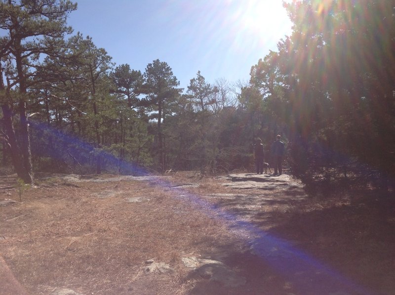 A piney glade on a sunny day!