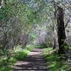 The Old Pinnacles Trail as it works under the trees.  This path is fairly wide through this part of the park.